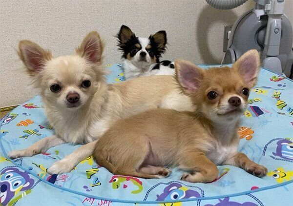 チワワ3兄弟