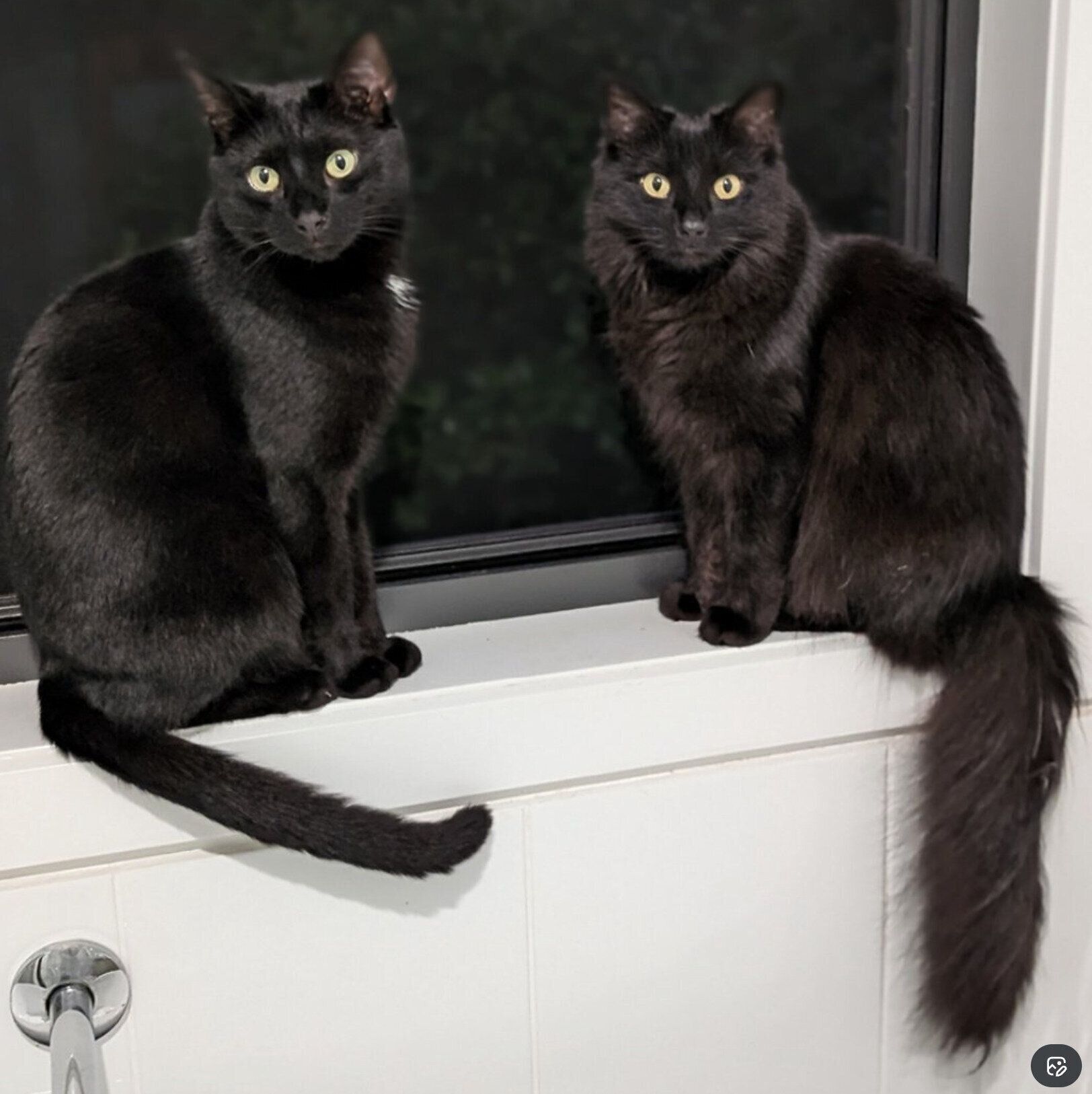 ニャルソックをする2匹