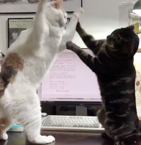 じゃれ合いはじめた猫たち