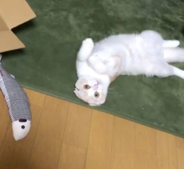 おもちゃで遊ぶスコティッシュフォールド