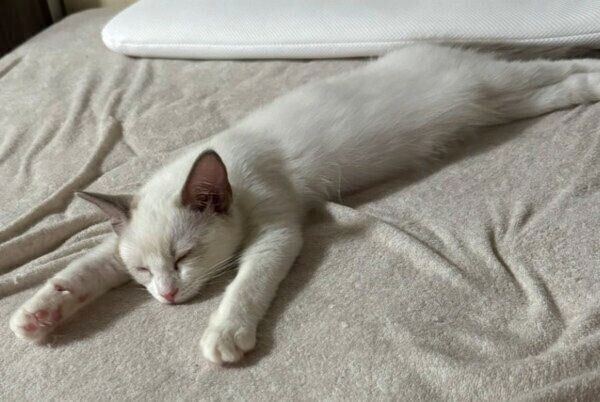 毛が短く、体は長細いシェリーちゃん