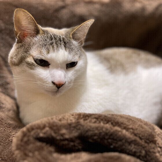 毛布でぬくぬくするふくくん