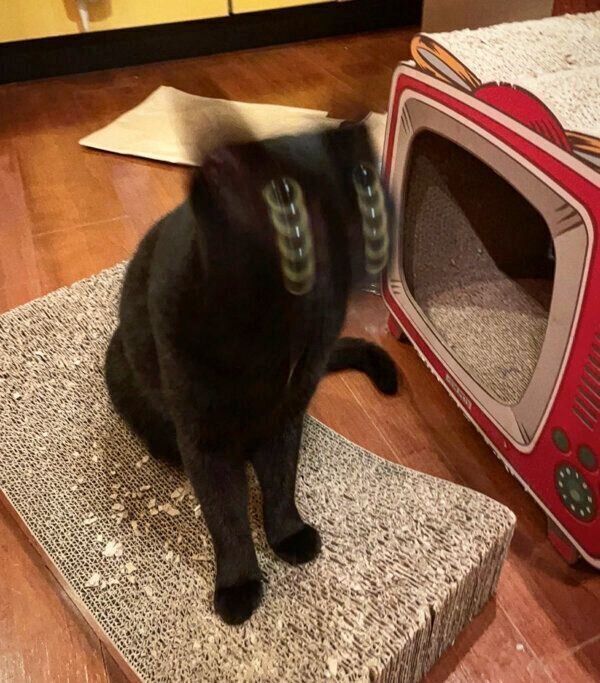 顔がブレるアビーちゃん