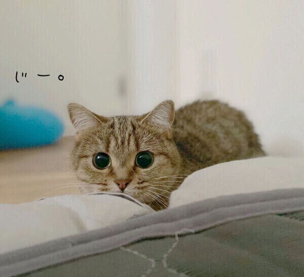 飼い主さんを可愛く起こすきなこちゃん