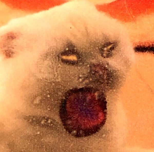 写真の印刷を間違えて、とんでもない姿になったむくちゃん