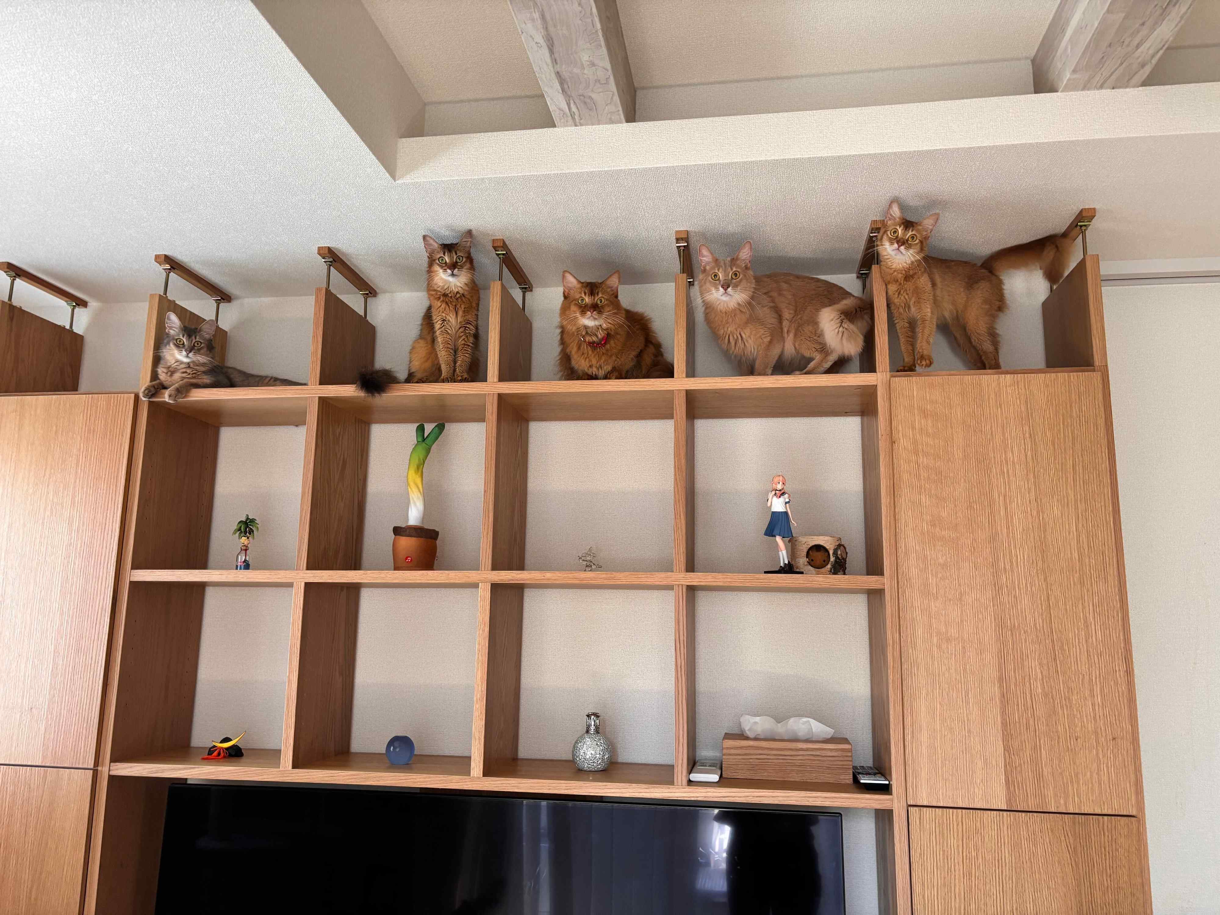 テレビボードに集合する猫たち