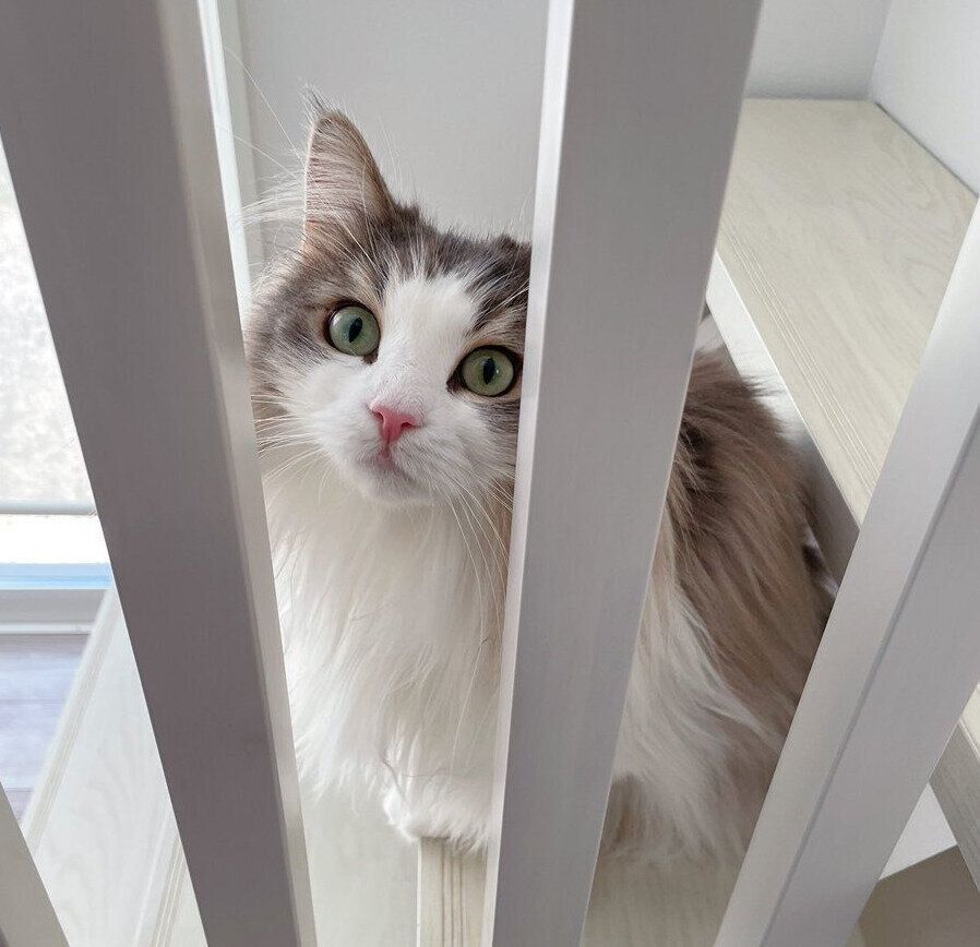 階段がお気に入りのララちゃん