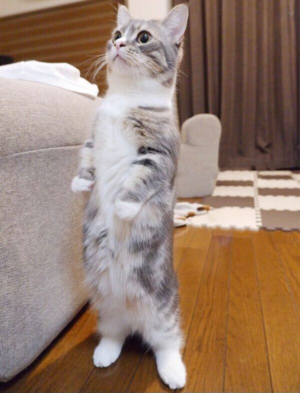 2本足で立つわらびくん