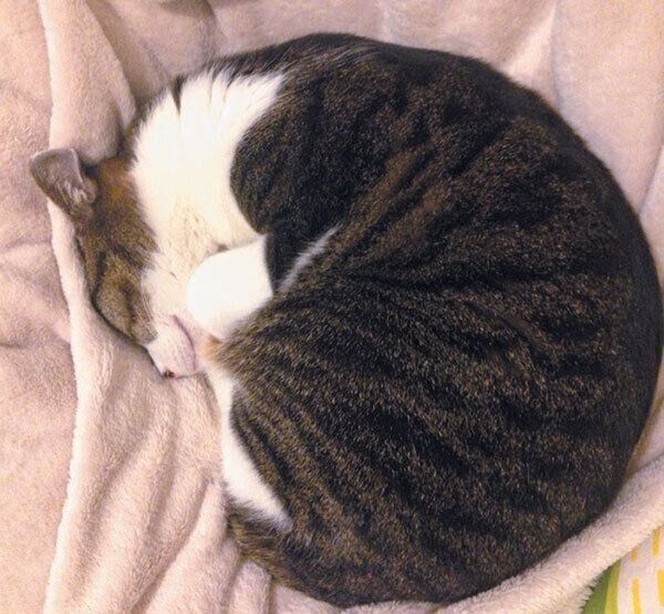 アンモニャイトする猫