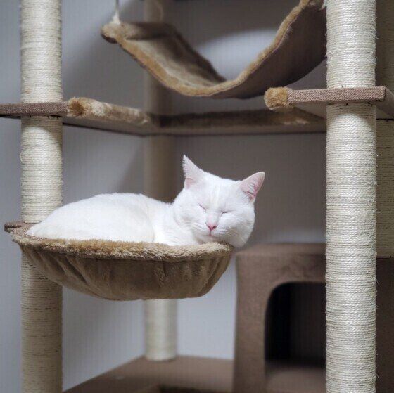 白猫のシロくん