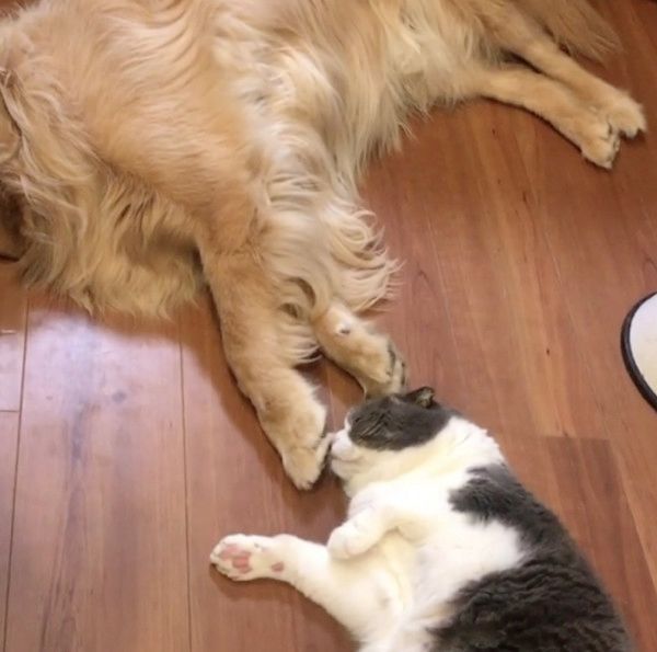 犬の肉球を嗅ぐ猫