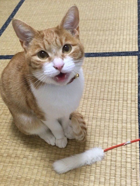 大好きなおもちゃを持ってくるナミちゃん