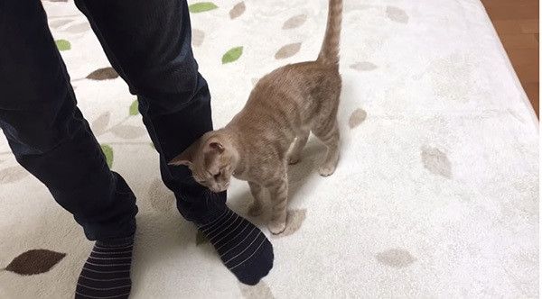 スリスリする猫