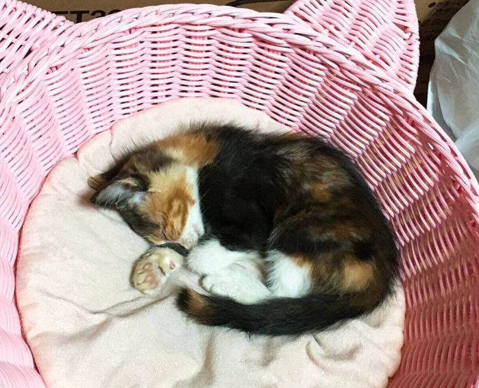 保護した日のはなこちゃん