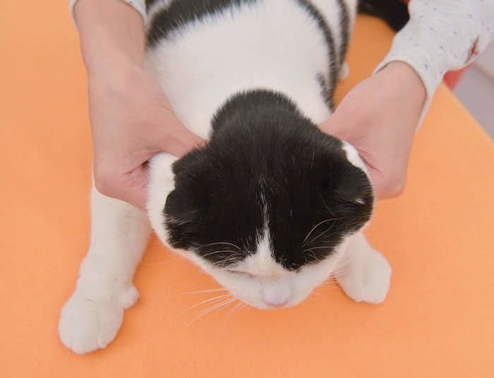 肩をマッサージされる猫