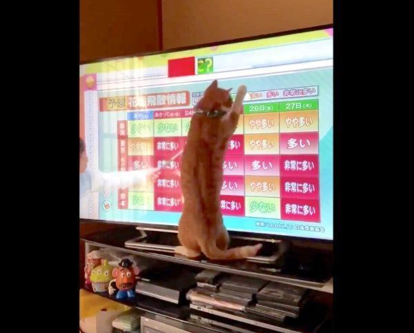 天気予報を見るちくわちゃん