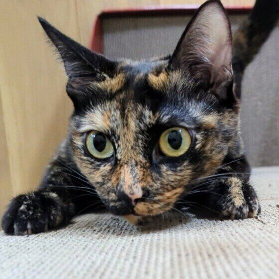 Mix（サビ）のいおちゃん♪