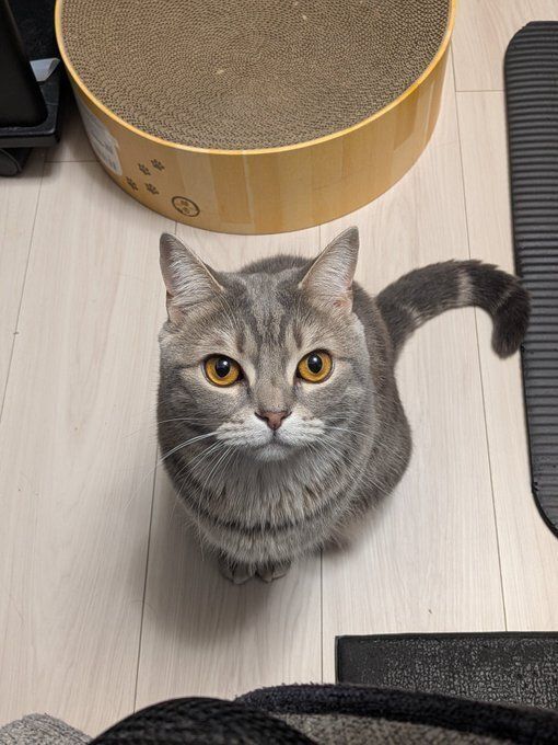 飼い主を見上げるスコティッシュフォールド