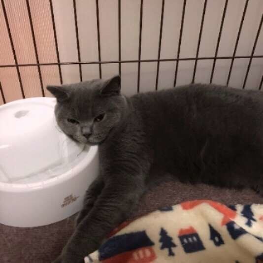 ブリティッシュ・ショートヘアー