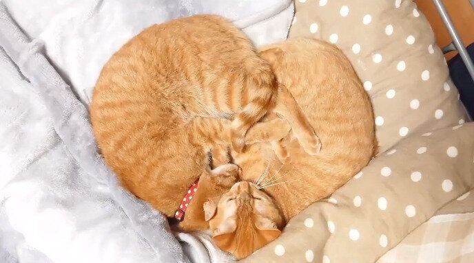 ハート型になって眠る茶トラのゆずりくんとめぐりくん