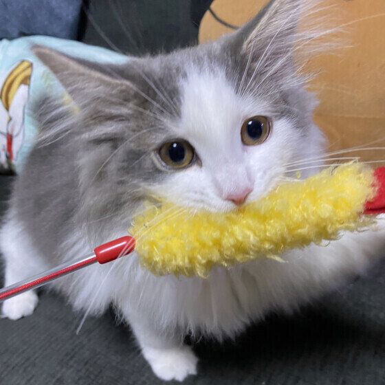 ノルウェージアンフォレストキャットののんちゃん