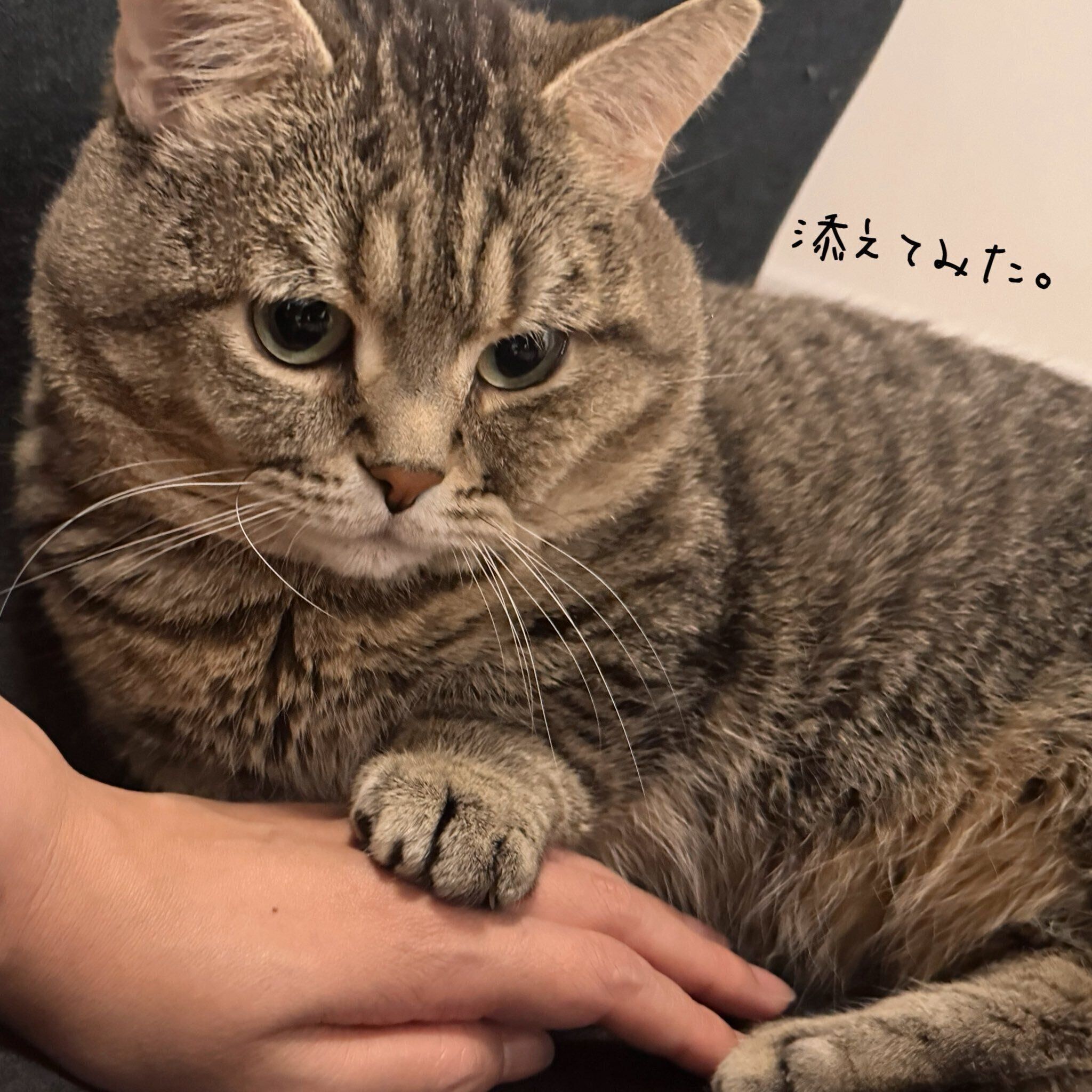 飼い主さんの手に前足を添えるびすくん