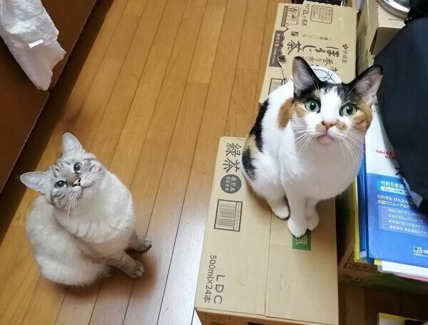 おやつを待つつむぎちゃん、こむぎちゃん