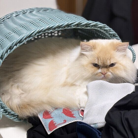 ミヌエットの睦月（むつき）くん♪