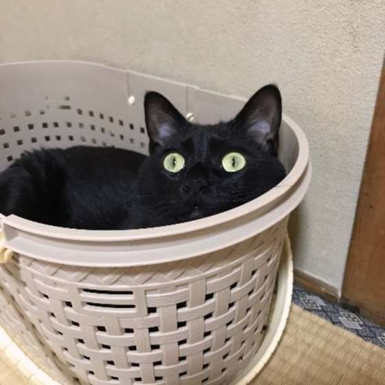 カゴに入る猫