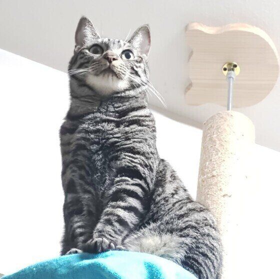 キャットタワーに上るサバトラ猫