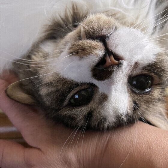 マンチカン・ロングヘアのカンちゃん