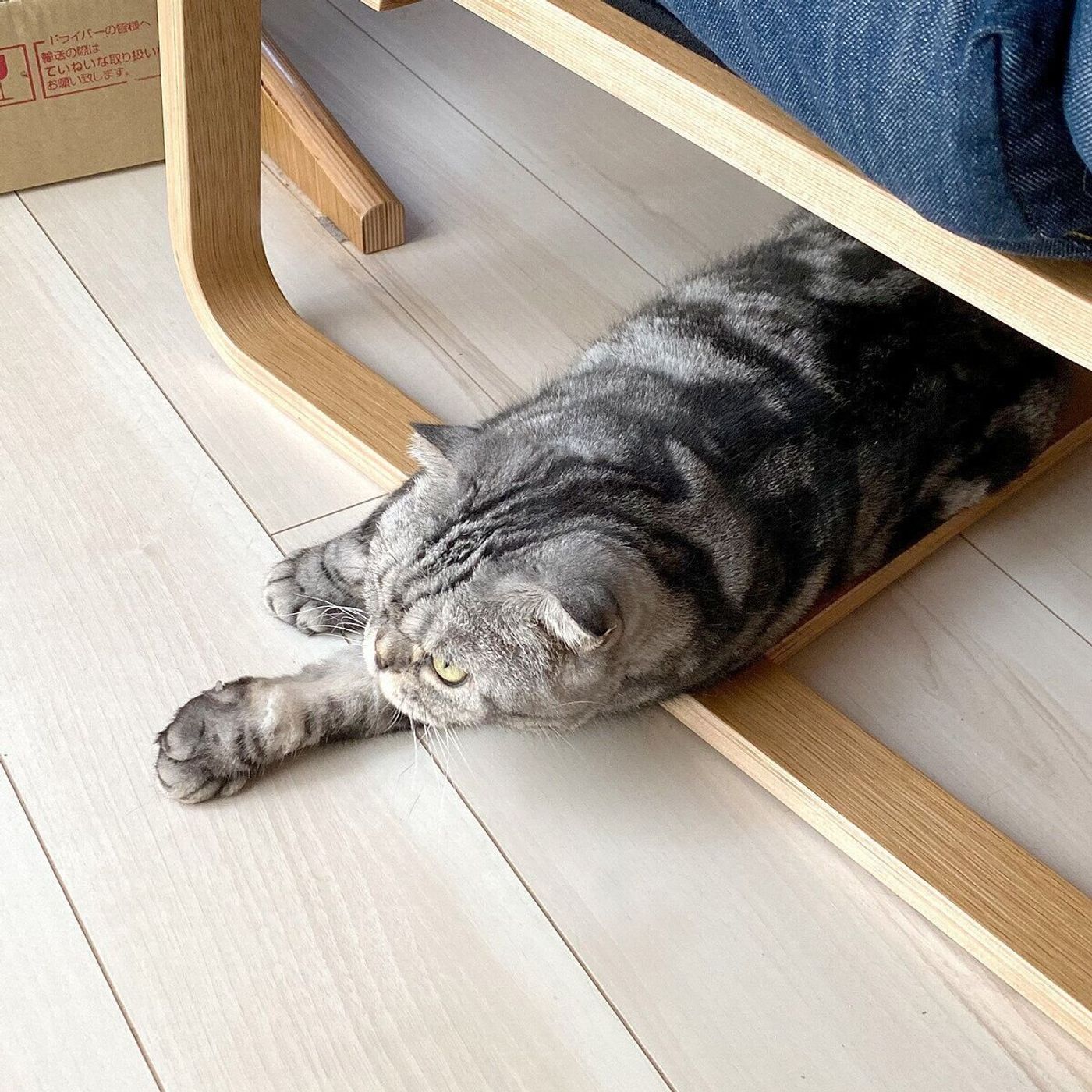 エアコン嫌いがいつの間にか好きになった ししまるの話 渋ネコししまるさん 61 ねこのきもちweb Magazine エアコン嫌いがいつの間にか好きになった ししまるの話 渋ネコししまるさん 61 ねこのきもちweb Magazine