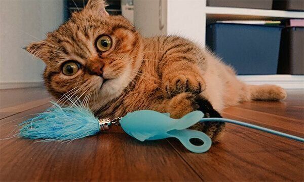 遊ぶたぬ吉くん