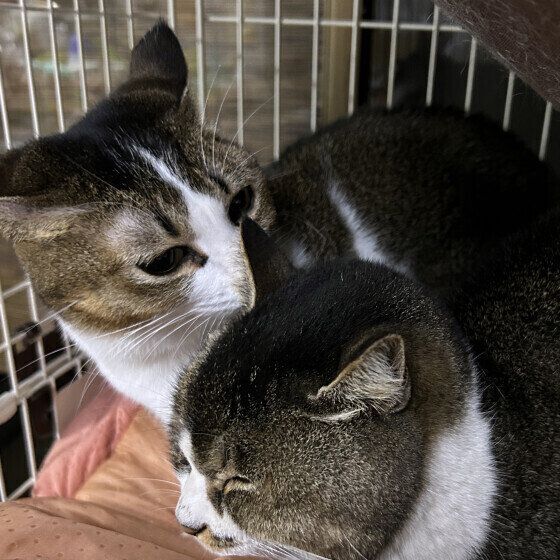 親孝行する夏鈴ちゃん