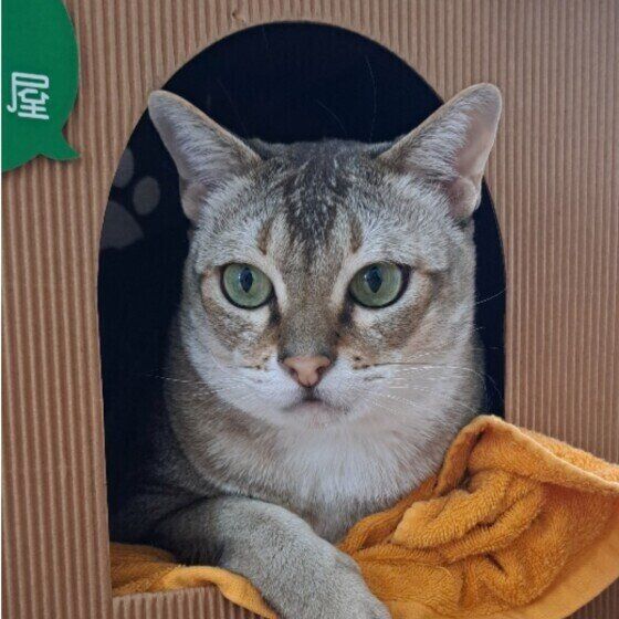 シンガプーラのヤマトくん♪