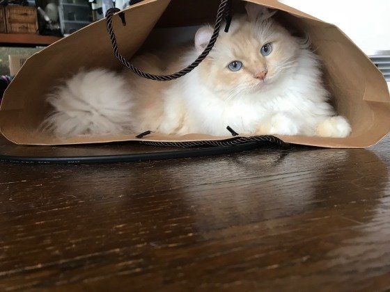 袋に入るアメリカンカール