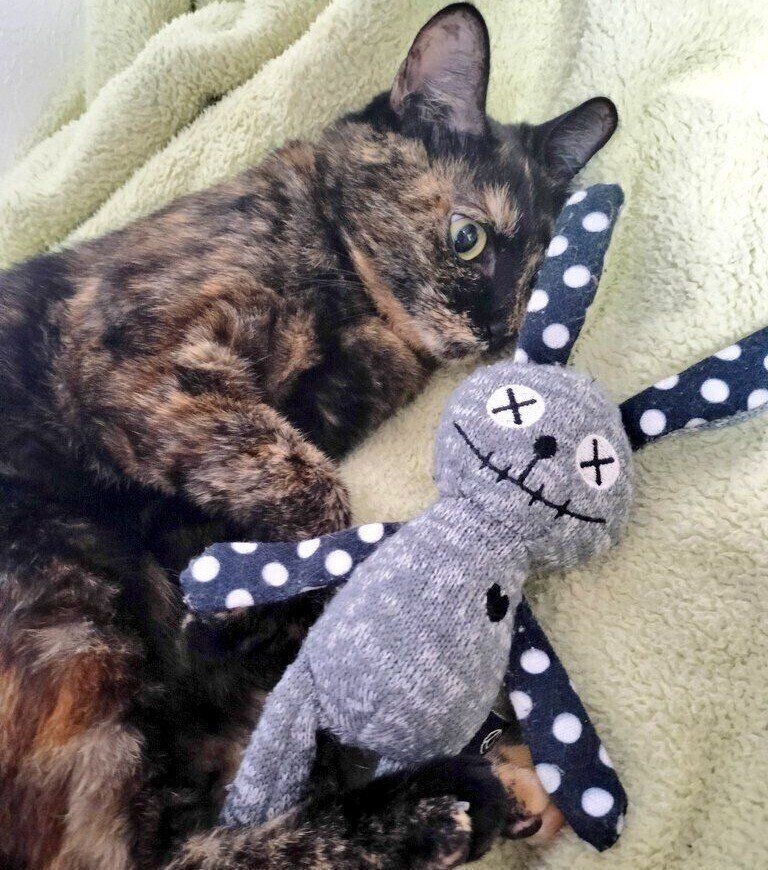 生後推定9カ月ごろの晴ちゃん