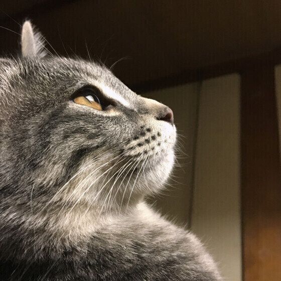 グレーのココくん