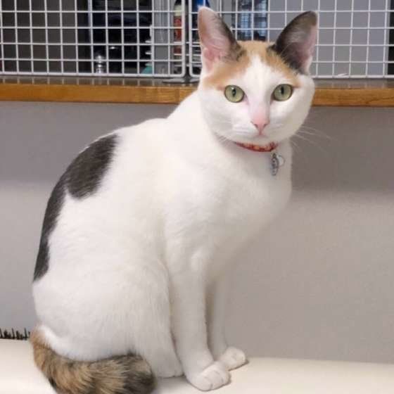 お座りする三毛猫