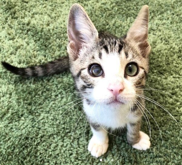 重度の猫風邪で「目が見えるようになるかわからない」と言われた保護 