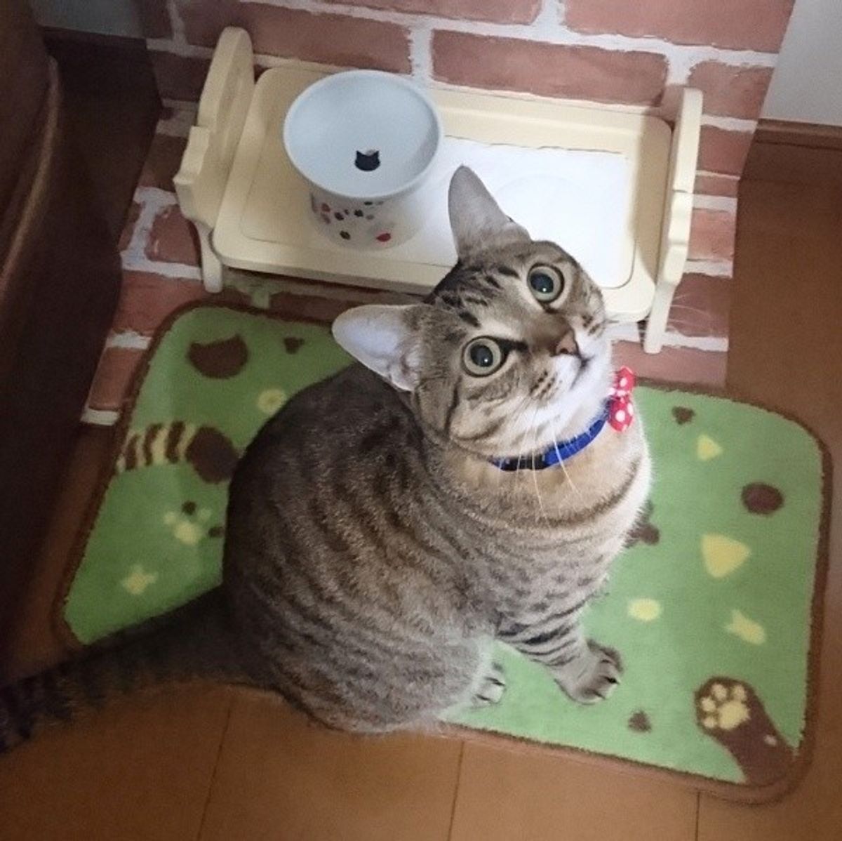 獣医師監修 猫のしゃっくりの原因は 病気との関係と止める方法 ねこのきもちweb Magazine 獣医師監修 猫のしゃっくりの原因は 病気との関係と止める方法 ねこのきもちweb Magazine