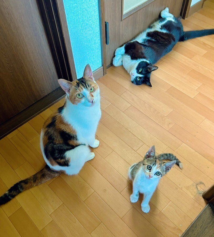 先住猫たちと過ごすチッチちゃん