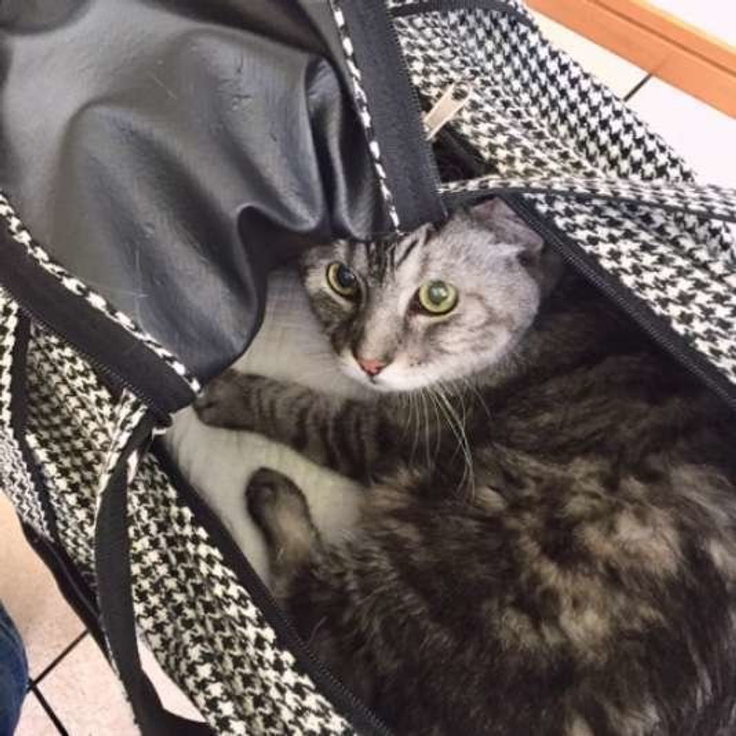 獣医師が思う 猫が動物病院を嫌いになる理由 と 慣れさせるために実践したいこと ねこのきもちweb Magazine 獣医師が思う 猫が動物病院を嫌いになる理由 と 慣れさせるために実践したいこと ねこのきもちweb Magazine