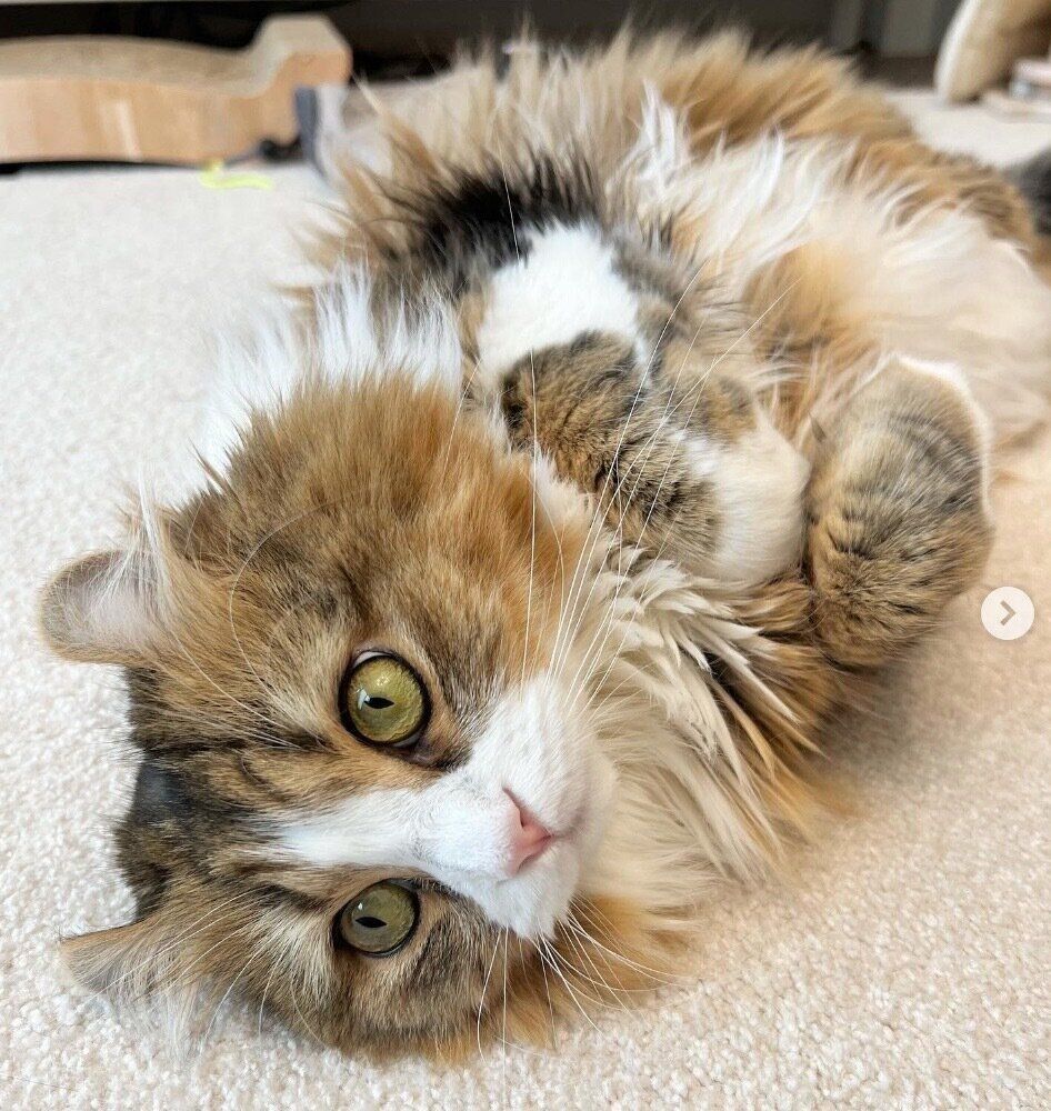 寝転がるメルくん