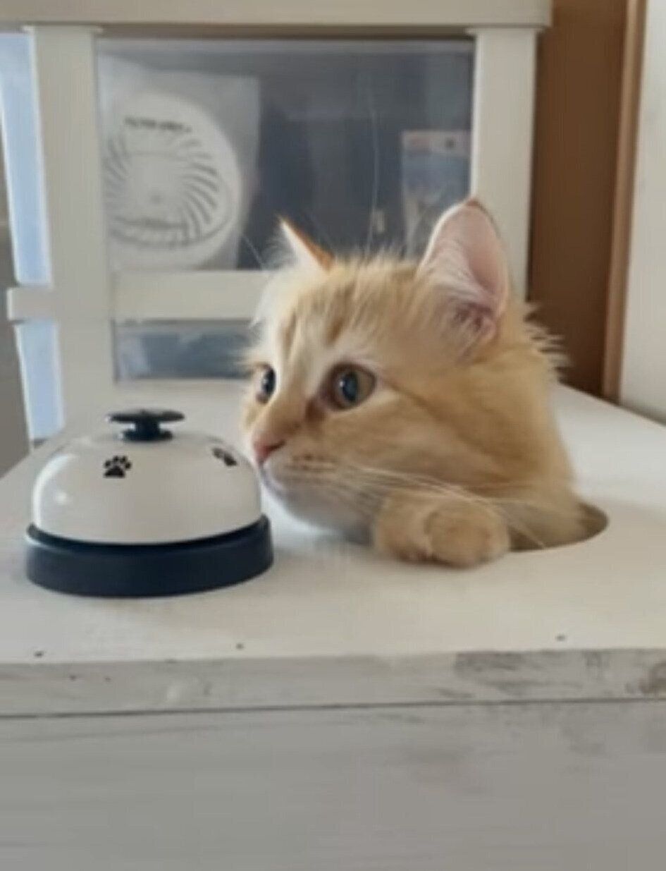 箱から顔を出すエマちゃん