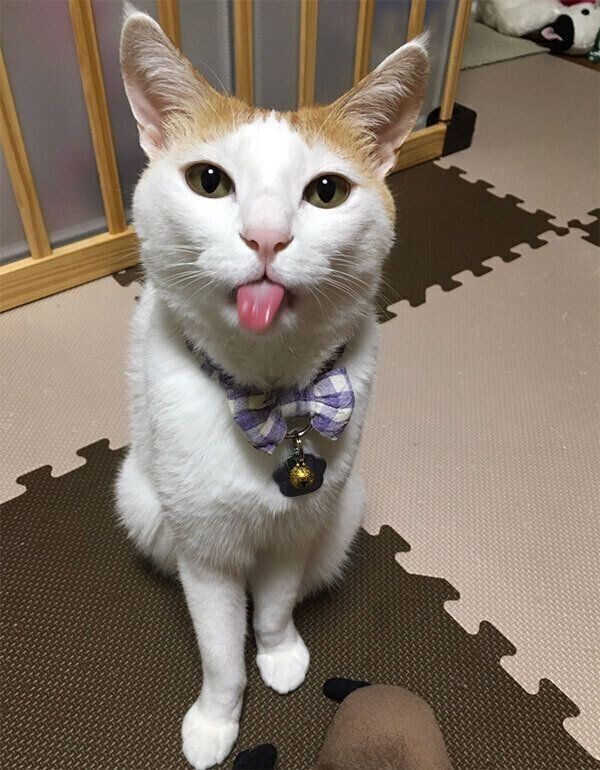 ベロを出すむぎちゃん