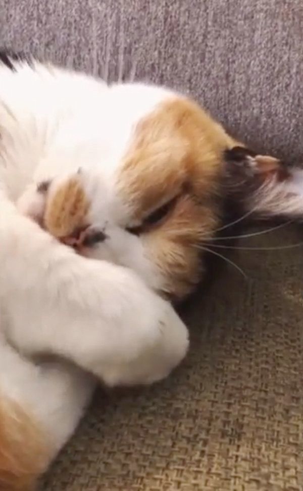 すやすやと眠るまろんちゃん