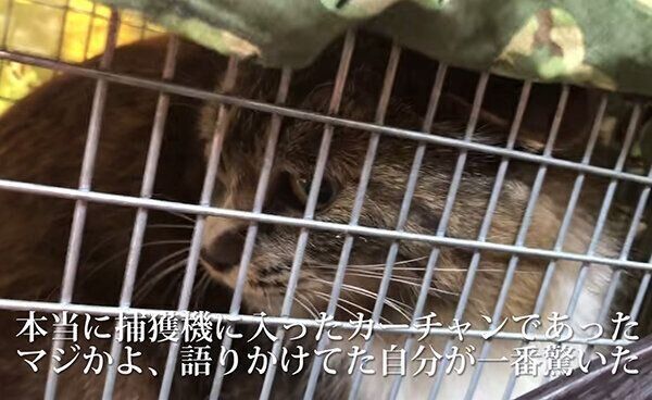 捕獲器に入る母猫