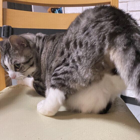 マンチカンのえーすくん