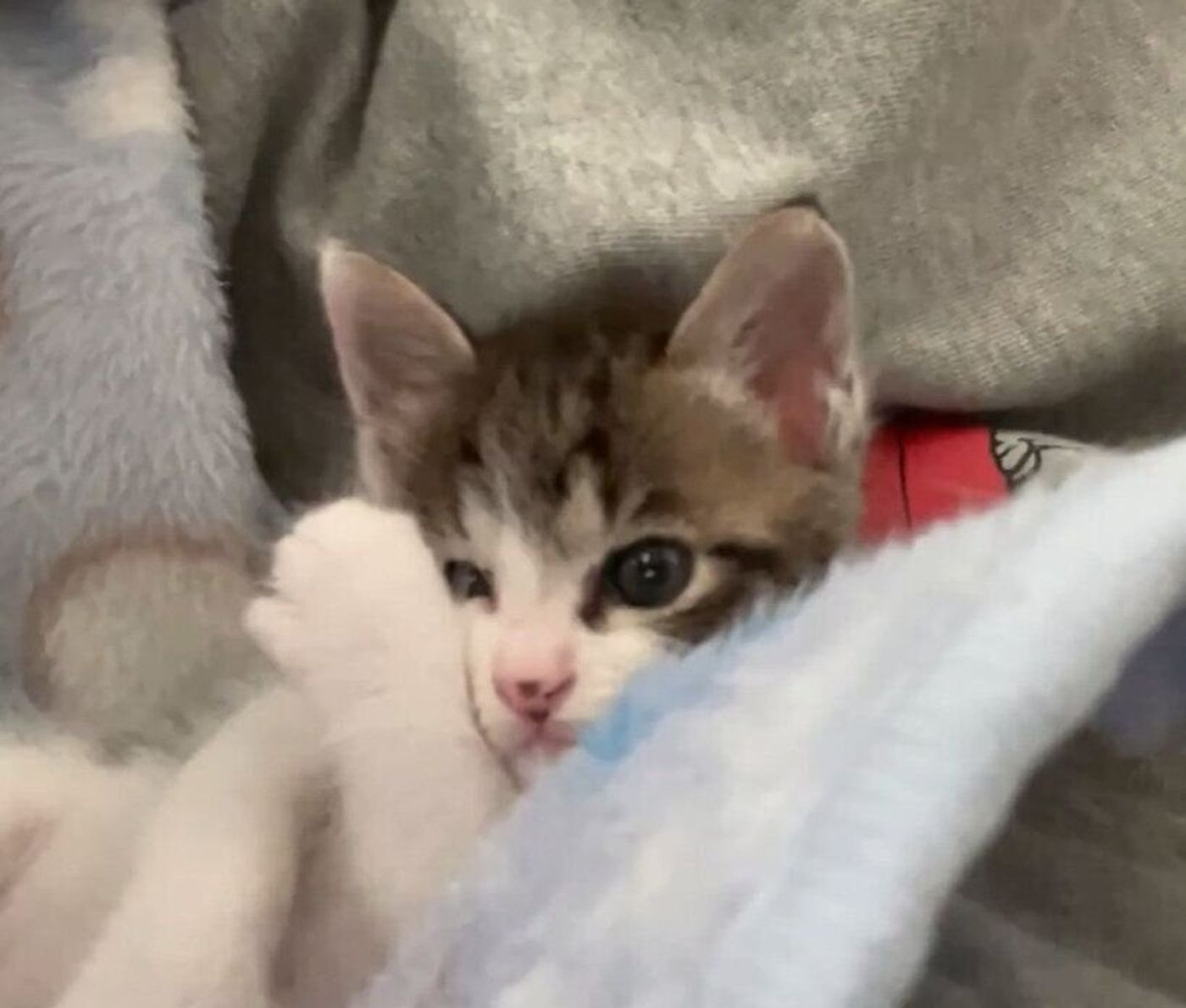 モデル顔負け 一瞬だけ 小顔ポーズ を披露する子猫 ねこのきもちweb Magazine モデル顔負け 一瞬だけ 小顔ポーズ を披露する子猫 ねこのきもちweb Magazine